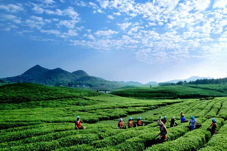 石阡苔茶茶場(chǎng)